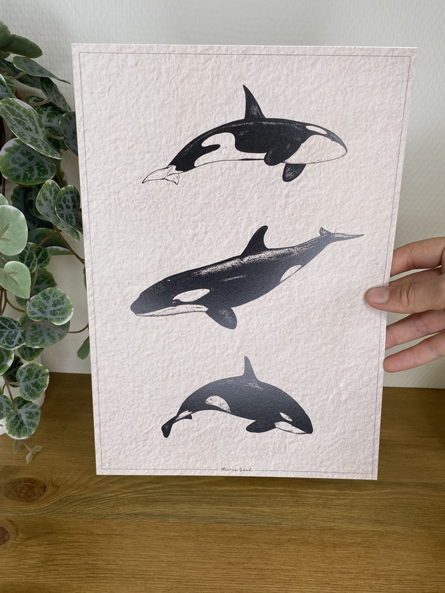 ✨ A4 Illustration l ORQUES