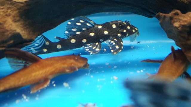 Snowball pleco 