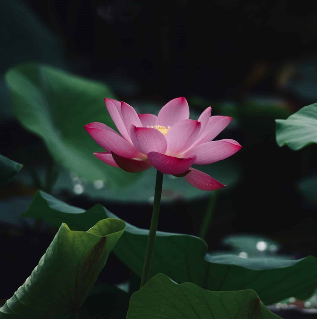 Boucles d&#039;oreilles Klarice