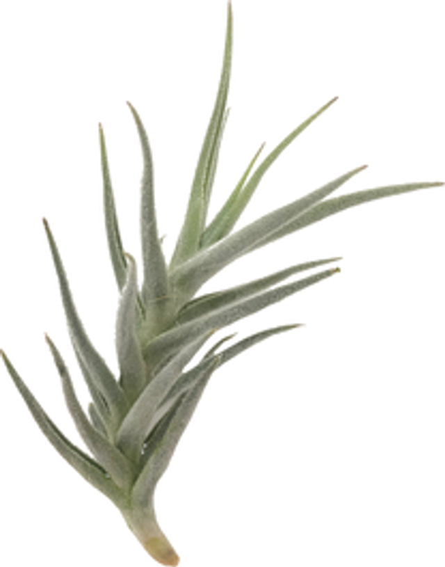 Tillandsia paleacea minor