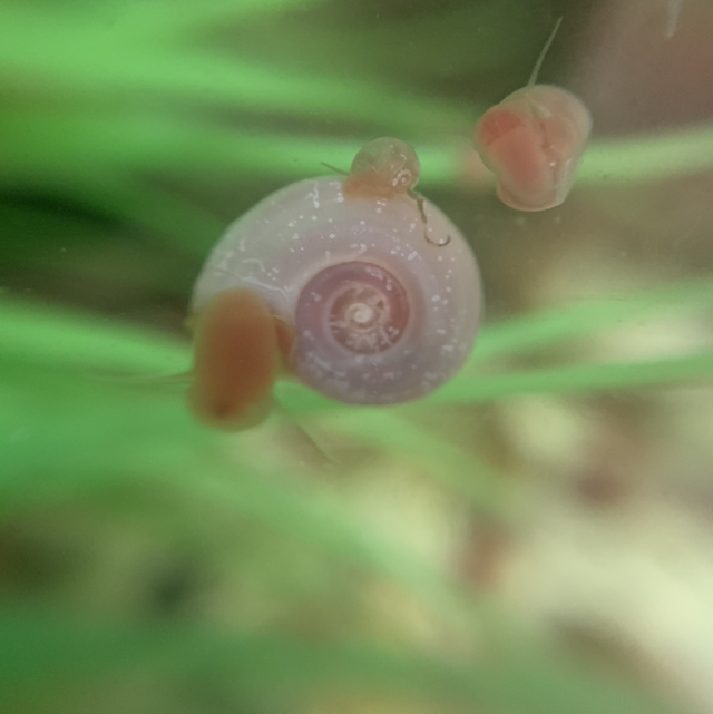 Pink Pearl Ramshorn Snails