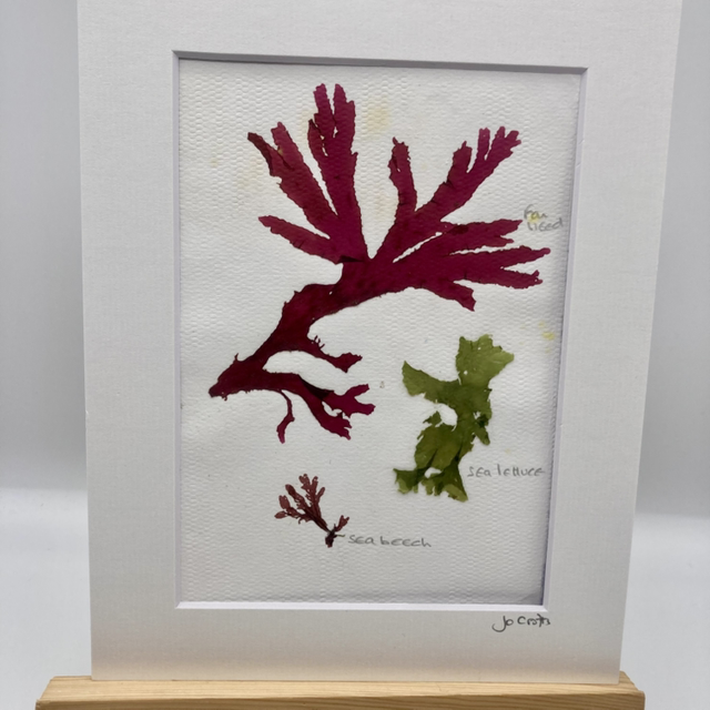 Real Pressed Seaweed 