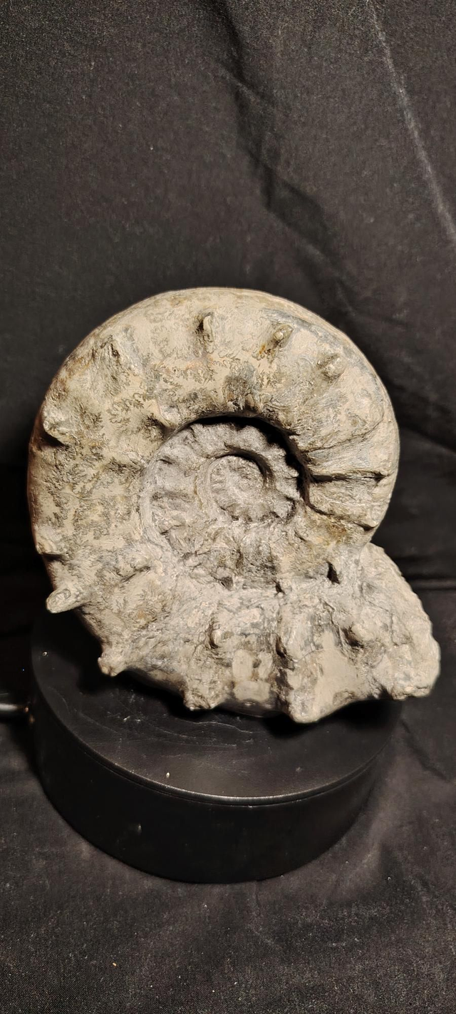 Euaspidoceras ref.806