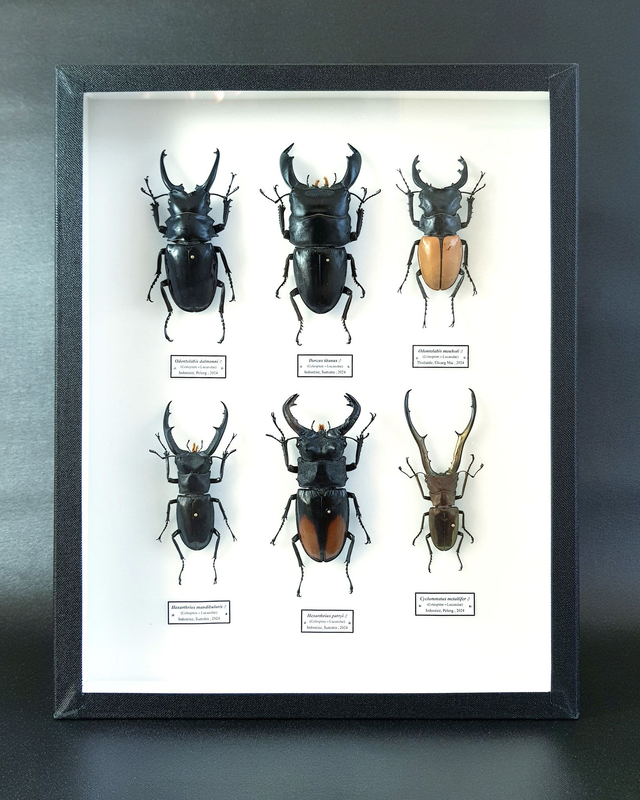 Collection de grands lucanes