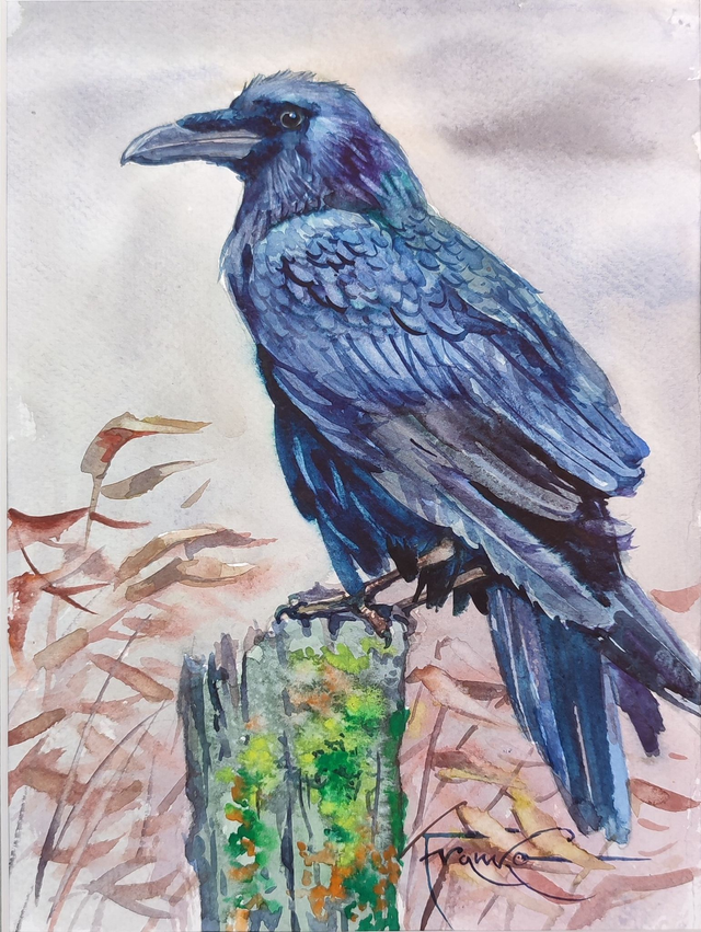 Kruk, 35x28 (24x18 w świetle passe-partout) akwarela 2024