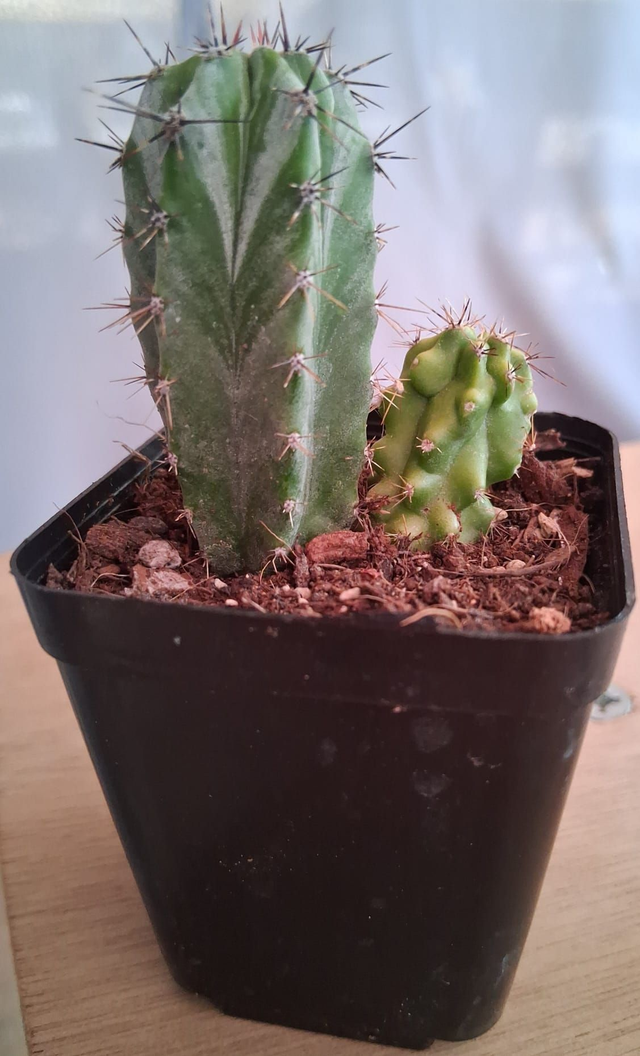 D58 . Polaskia chichipe var.