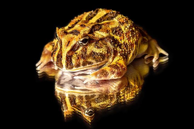 Schmuckhornfrosch - Querformat