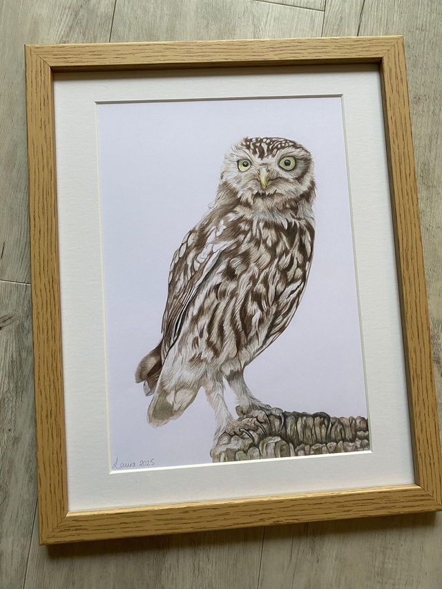 Little Owl Original Colour Pencil Drawing