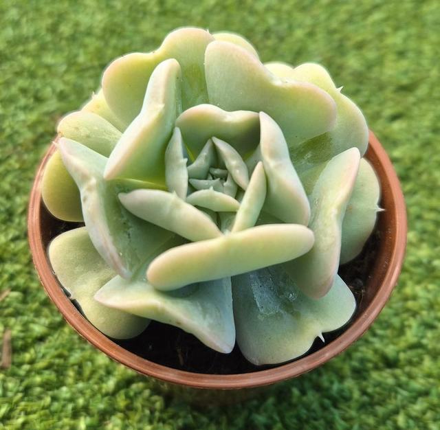 Echeveria 'Runyonii'