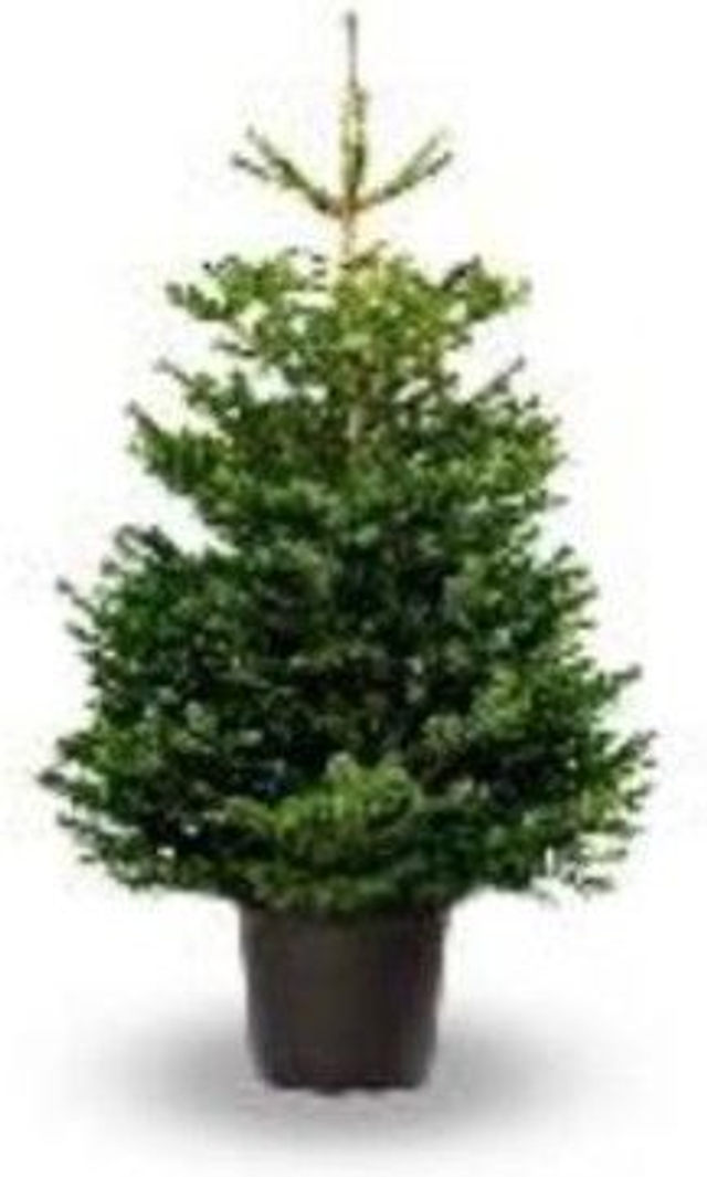 Premium Pot Grown Nordmann Fir Christmas Tree
