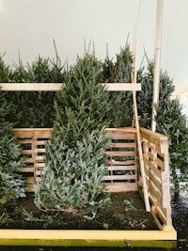 5ft Nordmann Fir