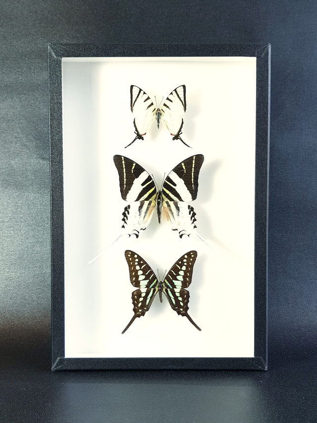 Trio de Graphium