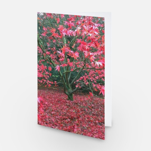 Red Acer tree greeting card 
