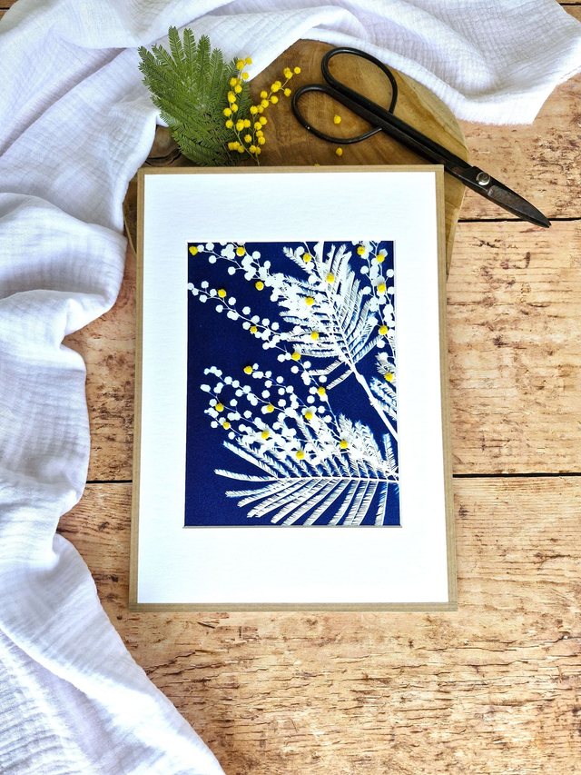 💙 Cyanotype encadré - 6 - Mimosa Ô!  
