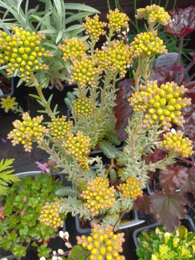 Sedum acre grey