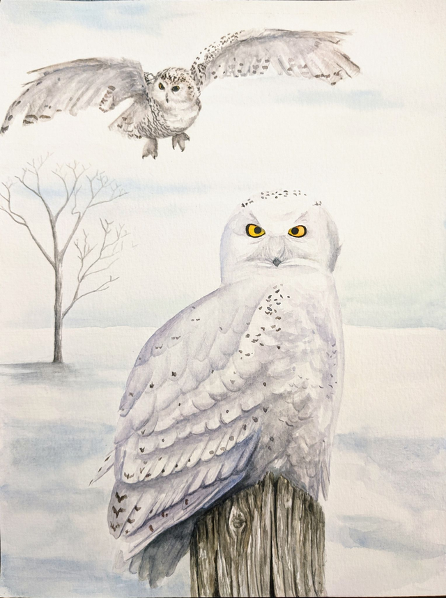 Tableau aquarelle A4 Chouette harfang des neiges
