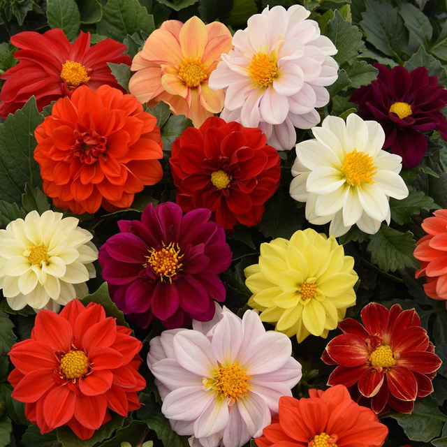 Dahlia - Figaro mixed [6]