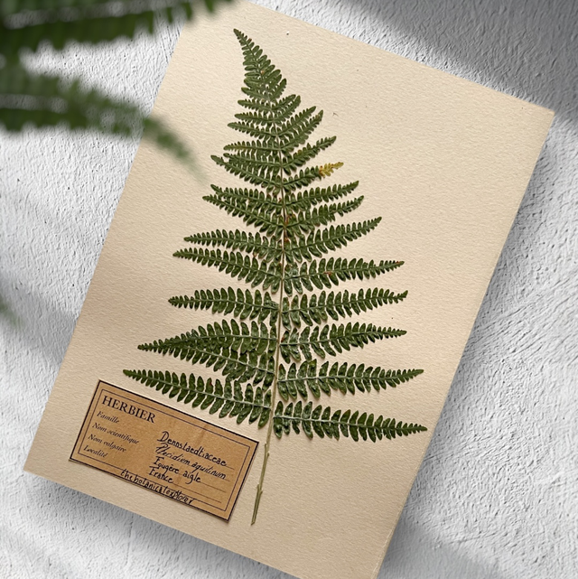 Herbier A5 affiche botanique fougère aigle 