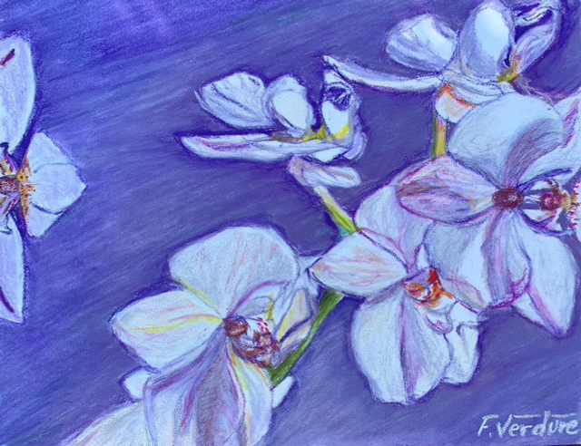 Pures orchidées 🌺 