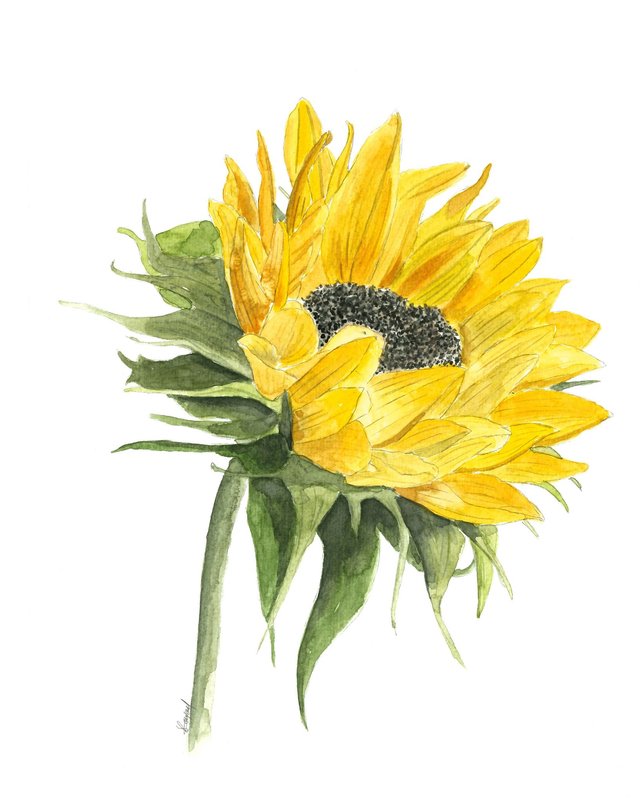 Carte postale Tournesol