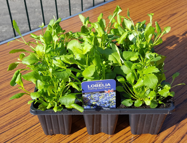 Lobelia Trailing