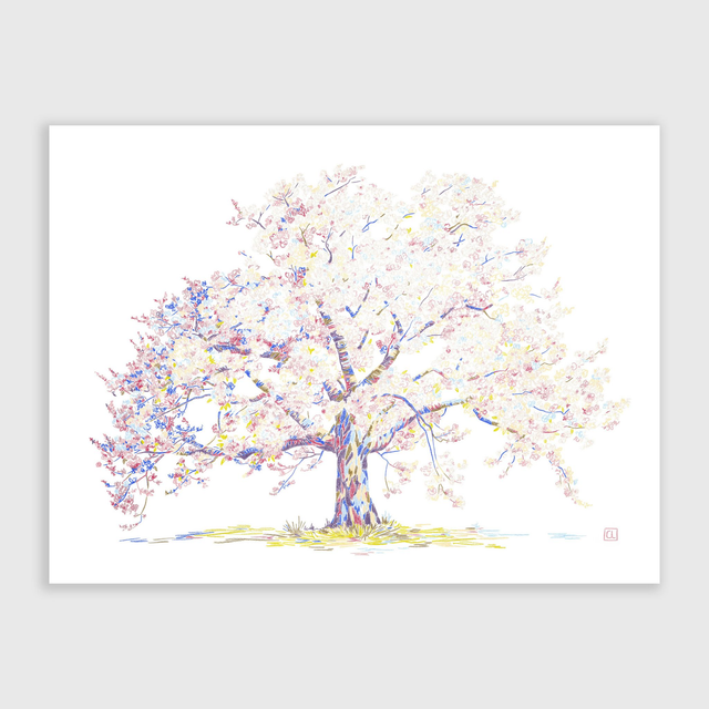 Tirage d'art - Sakura