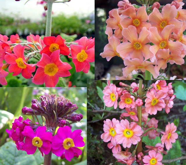 4 X plants of Primula Peninsula Hybrids Candelabra