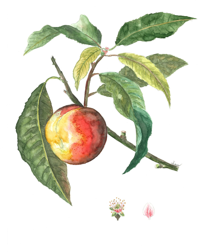 Tirage Pêcher commun