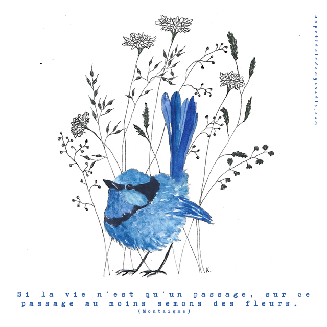 Carte postale &quot;semons des fleurs&quot; - Fairy-wren