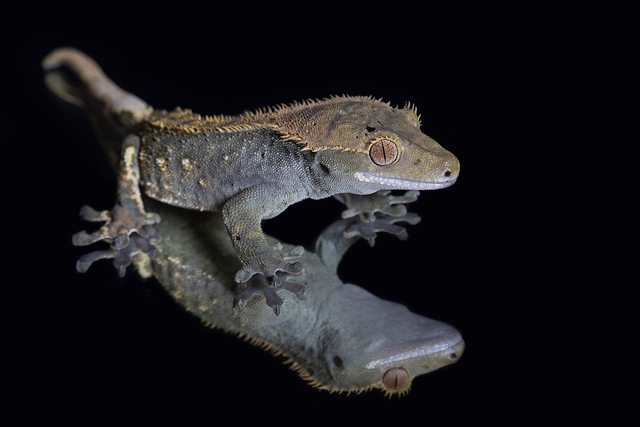 Kronengecko - Querformat