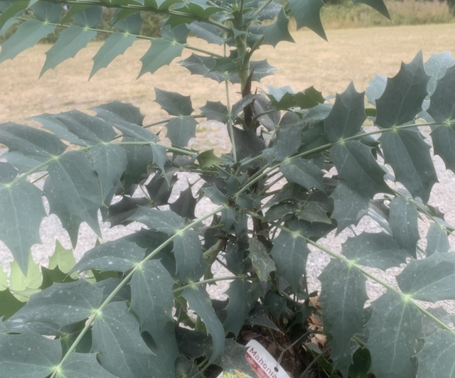 Mahonia x Media Charity 