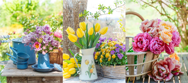 Trio 'Divines tulipes'