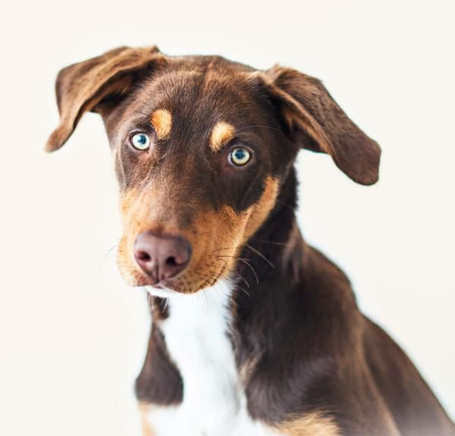 Session avec mon ANIMAL DE COMPAGNIE