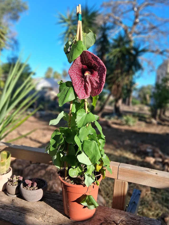 Q14 . Aristolchia litoralis