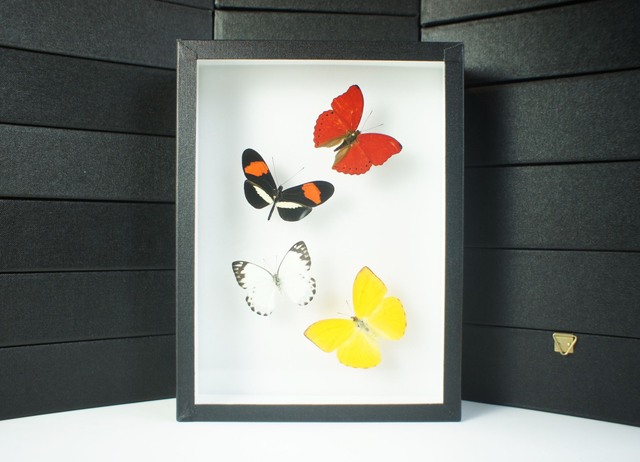 Envolée de papillons 1