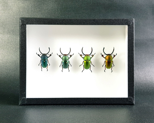 Lamprima adolphinae (mâle)