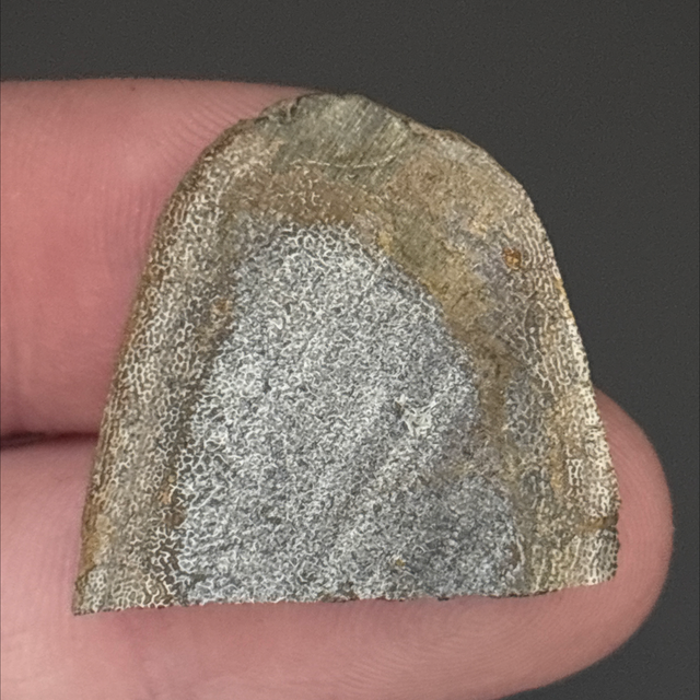 Dunkleosteus Skull Slice 