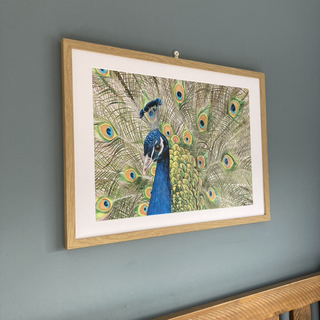 Peacock Original Colour Pencil Drawing 
