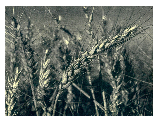 La siega (antes)