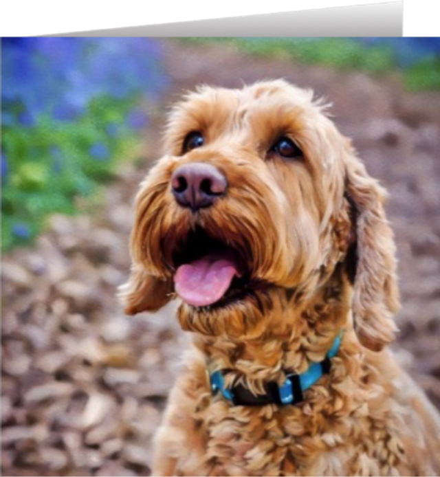Apricot Cockapoo - Portrait