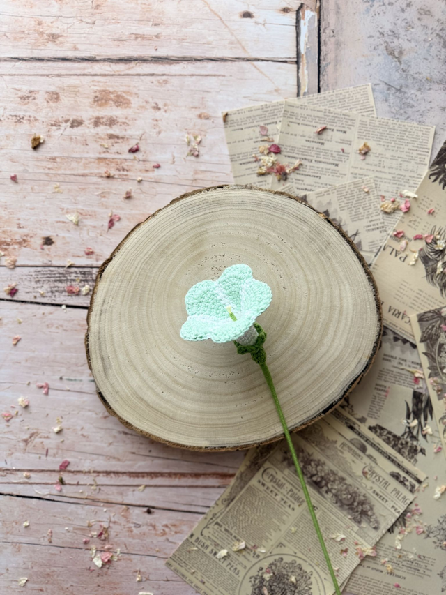 Gloire du Matin (personnalisable pour créer votre bouquet)