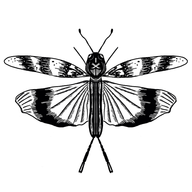 Stempel Blauflügler 4x5cm