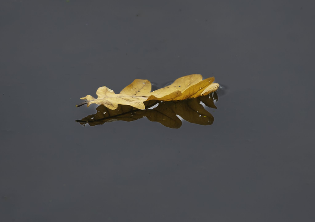 20 x 30 cm Baby Squirrel  (1)