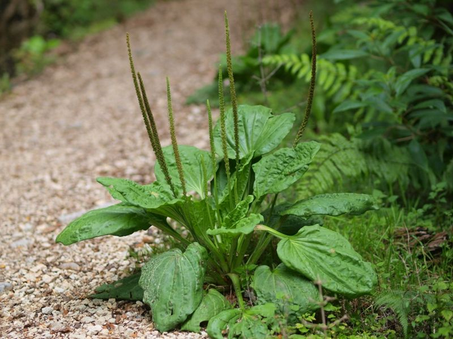 Grand plantain (Plantago major)