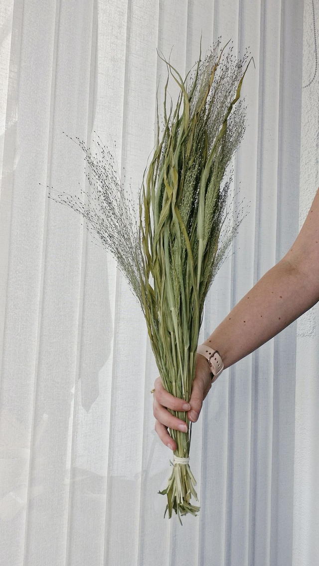 Vide atelier - Panicum