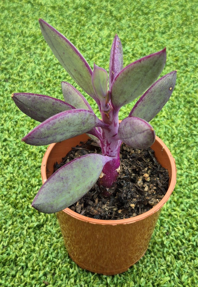 Senecio crassissimas  - Lavender Steps