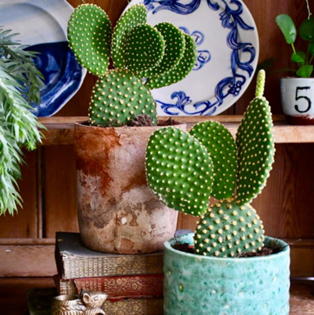 Cactus - Opuntia Microdasys (store collection only at checkout)