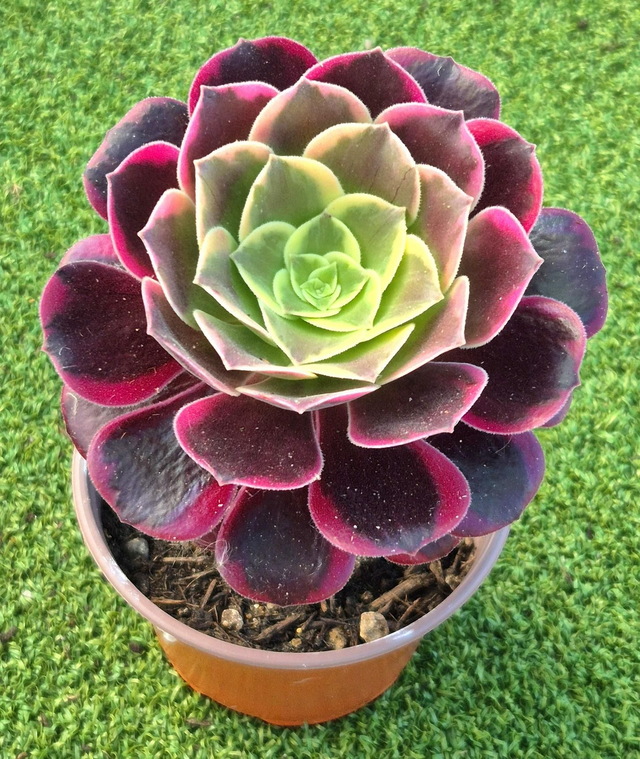 Aeonium &#039;Canary&#039;