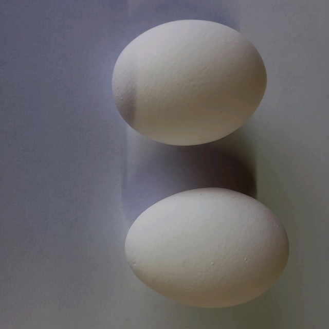 Weiße Eier - L- 360 St.