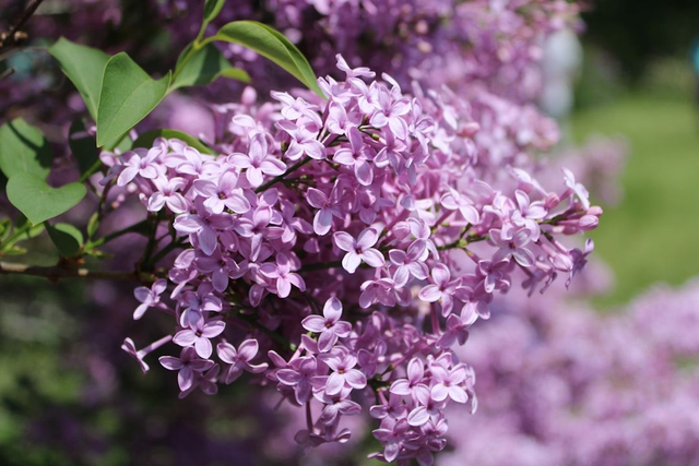 Lilas